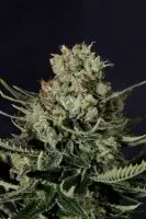 Kannabia - Colombian Jack - 3 Stk. feminisiert