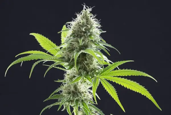 Kannabia - Kama Kush CBD - 3 Stk feminisiert