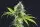 Kannabia - Kama Kush CBD - 3 Stk feminisiert