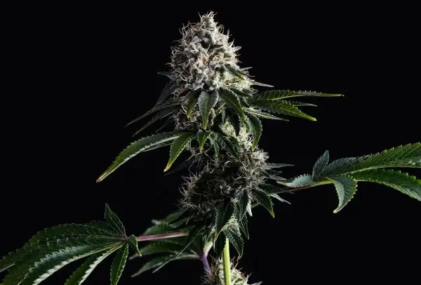 Kannabia - Swiss Dream CBD - 3+1 Stk feminisiert