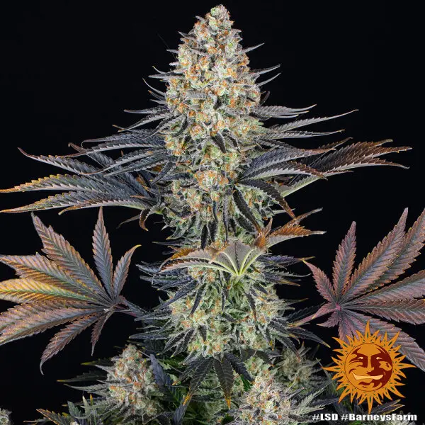 Barneys Farm - LSD - 3 Stk feminisiert