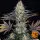 Barneys Farm - LSD - 3 Stk feminisiert