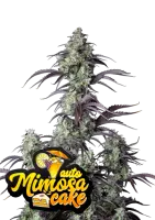 420 Fast Buds - Mimosa Cake Auto - 3 Stk feminisiert