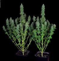 Serious Seeds - Serious Happiness - 6 Stk feminisiert