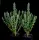 Serious Seeds - Serious Happiness - 6 Stk feminisiert