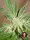 Serious Seeds - White Russian - 6 Stk feminisiert