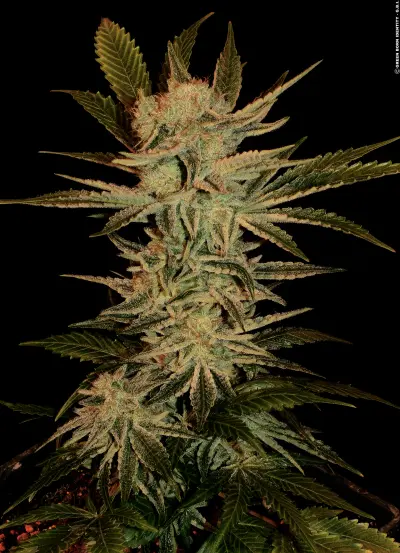 Serious Seeds - Bubble Gum - 6 Stk feminisiert