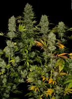 Serious Seeds - Bubble Gum - 6 Stk feminisiert