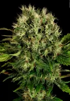 Serious Seeds - Bubble Gum - 6 Stk feminisiert