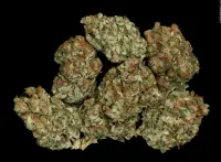 Serious Seeds - Bubble Gum - 6 Stk feminisiert
