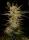 Serious Seeds - Bubble Gum - 6 Stk feminisiert