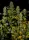 Serious Seeds - Bubble Gum - 6 Stk feminisiert