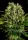 Serious Seeds - Bubble Gum - 6 Stk feminisiert