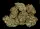 Serious Seeds - Bubble Gum - 6 Stk feminisiert