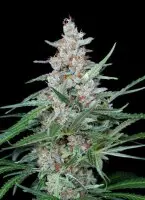 Absolute Cannabis Seeds - Utopia - 3 Stk feminisiert