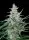 Absolute Cannabis Seeds - Utopia - 3 Stk feminisiert