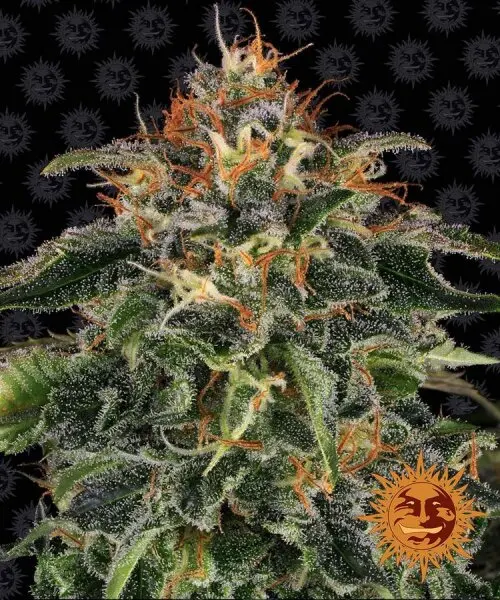 Barneys Farm - Moby Dick- 3 Stk feminisiert