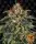 Barneys Farm - Moby Dick- 3 Stk feminisiert