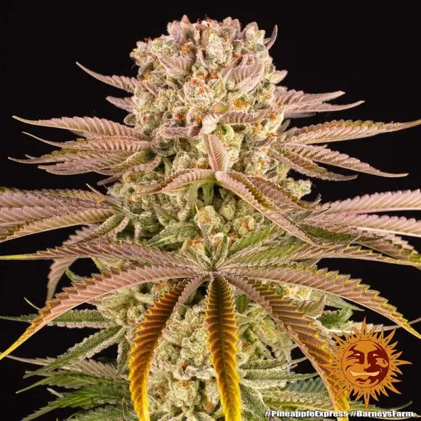 Barneys Farm - Pineapple Express 3 Stk feminisiert