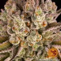 Barneys Farm - Pineapple Express 3 Stk feminisiert