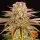 Barneys Farm - Pineapple Express 3 Stk feminisiert