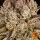 Barneys Farm - Pineapple Express 3 Stk feminisiert