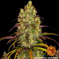 Barneys Farm - Tangerine Dream 3 Stk feminisiert