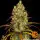 Barneys Farm - Tangerine Dream 3 Stk feminisiert
