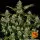 Barneys Farm - Tangerine Dream Auto 3 Stk feminisiert
