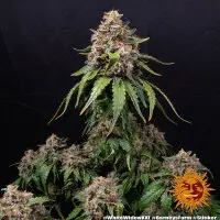 Barneys Farm - White Widow XXL 3 Stk feminisiert