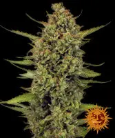 Barneys Farm - Acapulco Gold 3Stk. | feminisiert