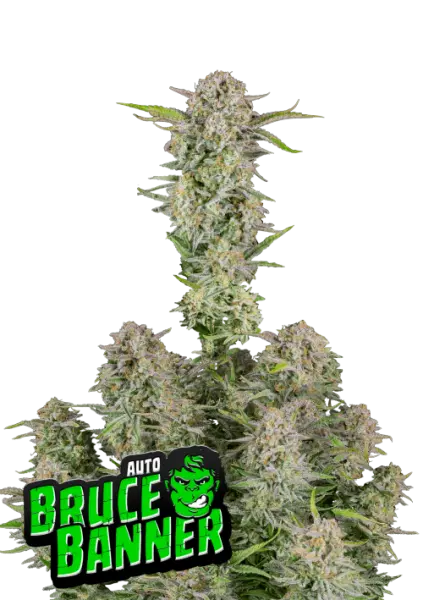 420 Fast Buds - Bruce Banner Auto - 3 Stk feminisiert