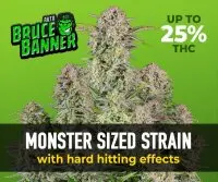 420 Fast Buds - Bruce Banner Auto - 3 Stk feminisiert