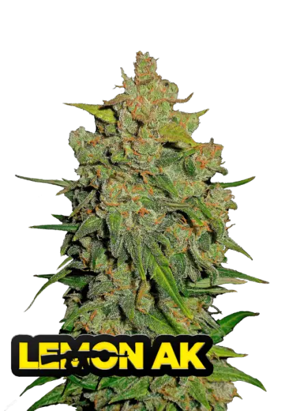 420 Fast Buds - Lemon AK Auto - 3 Stk feminisiert