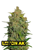 420 Fast Buds - Lemon AK Auto - 3 Stk feminisiert