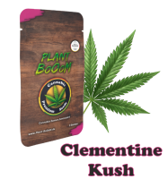 Plant BoOoM Clementine Kush | 3x Cannabis Samen Feminisiert