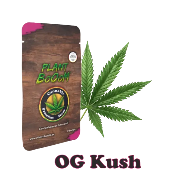 Plant BoOoM OG Kush Cannabis-Pflanze in voller Blüte