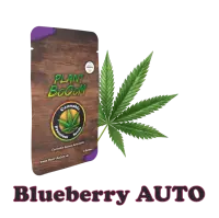 Plant BoOoM Blueberry Automatic Cannabis-Pflanze in...