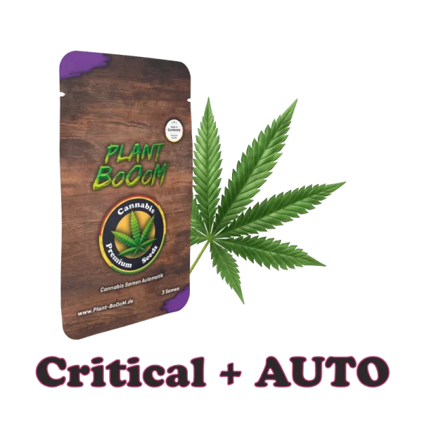 Plant BoOoM Critical + Automatic Cannabis-Pflanze in voller Blüte