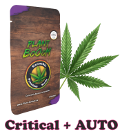 Plant BoOoM Critical + Automatic Cannabis-Pflanze in...