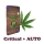 Plant BoOoM Critical + Automatic Cannabis-Pflanze in voller Blüte