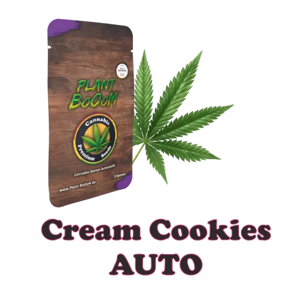 Plant BoOoM Cream Cookies Automatic Cannabis-Pflanze in voller Blüte