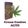 Plant BoOoM Cream Cookies Automatic Cannabis-Pflanze in voller Blüte