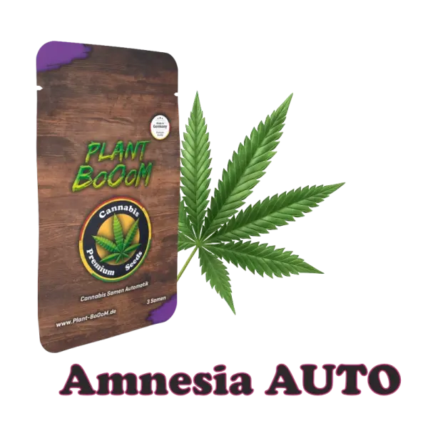 Plant BoOoM Amnesia AUTO | 3x Cannabis Samen Autoflower