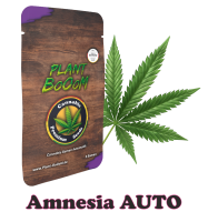 Plant BoOoM Amnesia AUTO | 3x Cannabis Samen Autoflower