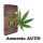 Plant BoOoM Amnesia AUTO | 3x Cannabis Samen Autoflower