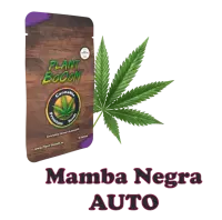Plant BoOoM Mamba Negra Auto Cannabis-Pflanze in voller...