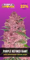 420 Fast Buds - Purple Lemonade Auto - 3 Stk feminisiert