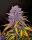 420 Fast Buds - Purple Lemonade Auto - 3 Stk feminisiert