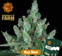 Barneys Farm - Laughing Buddha - 3 Stk feminisiert